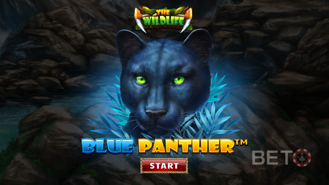 Recorre la jungla entre las bestias nocturnas de la tragaperras Blue Panther